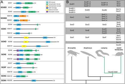 Sorting Sox: Diverse Roles for Sox Transcription Factors During Neural Crest and Craniofacial Development